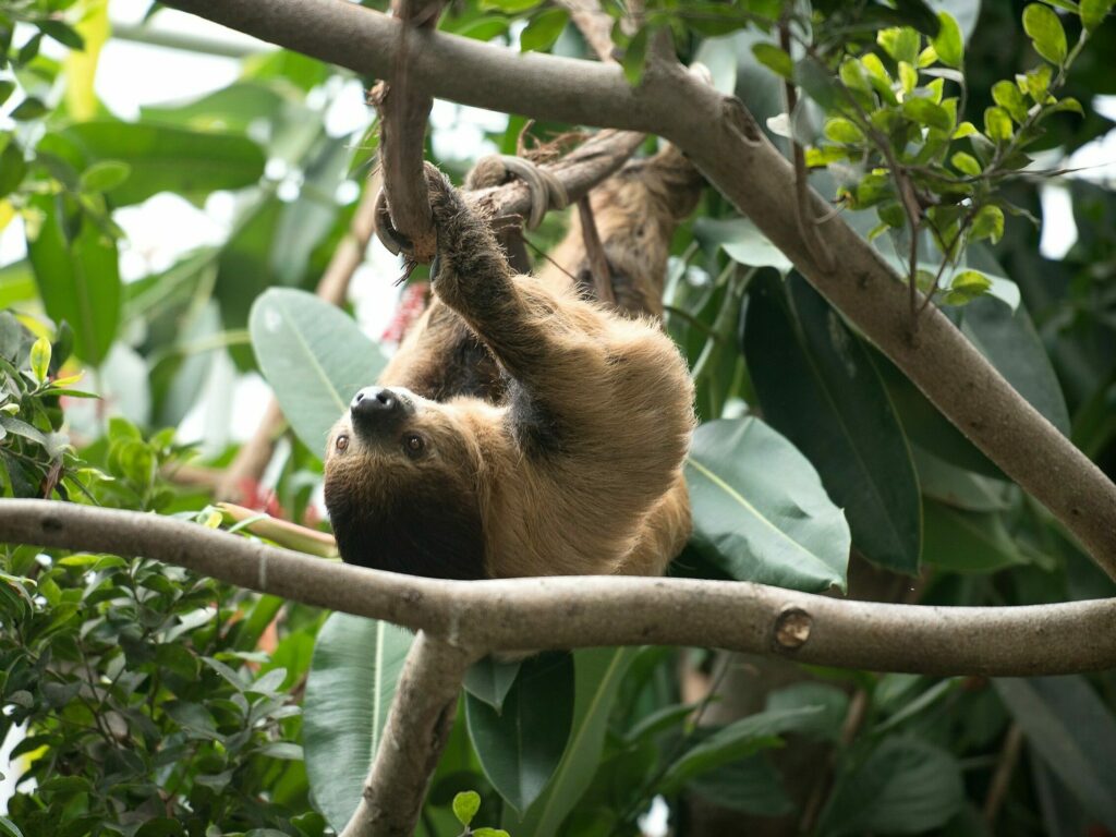 A Linnaeus's Two-toed Sloth hanging upside down on a branch