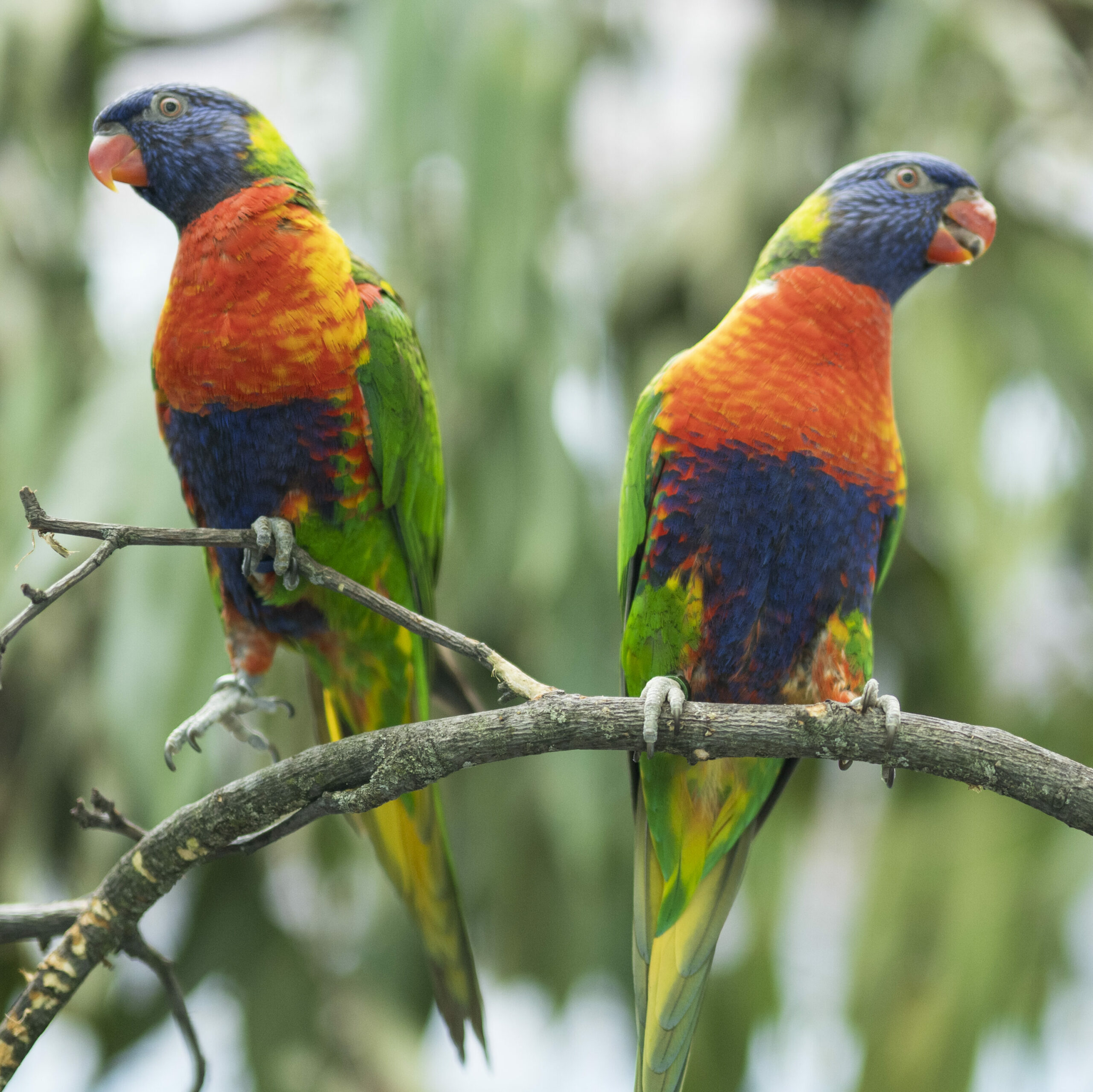 Rainbow Lorikeets sitting on a thin branch amongst trees.