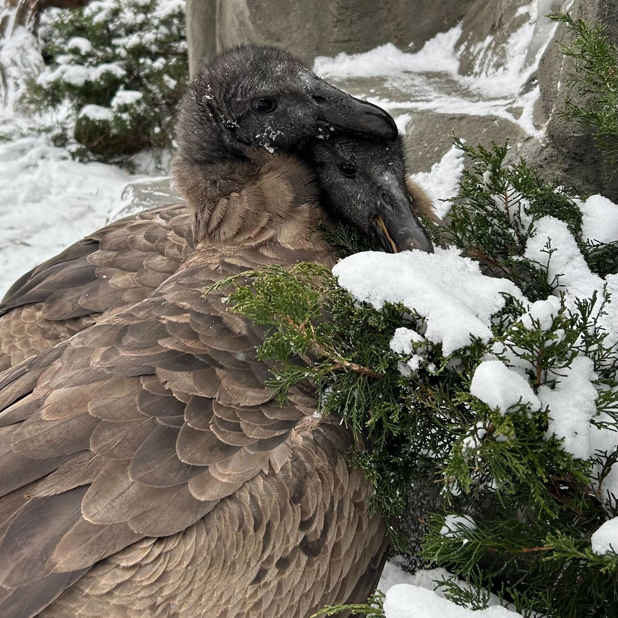 Two female Andean Condor juveniles snuggling next to each other while enjoy a recent snowfall.