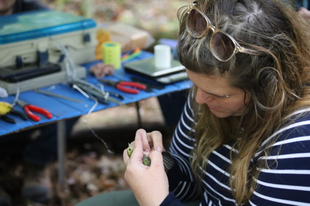 Nancy Ransom of Foundation For Sustainable Forests holding a molting Ovenbird