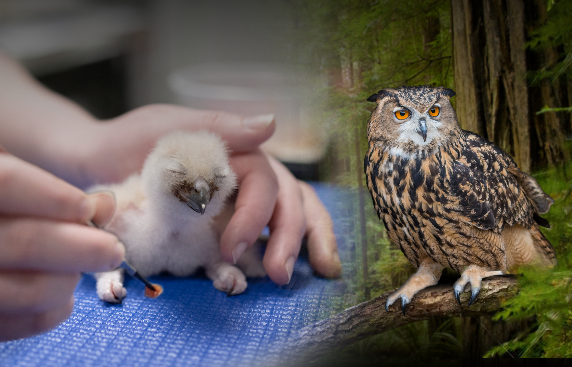 A Eurasian Eagle-Owl chick gently being fed by an Aviary expert fades into an adult image of the same bird sitting amongst greenery and foliage.