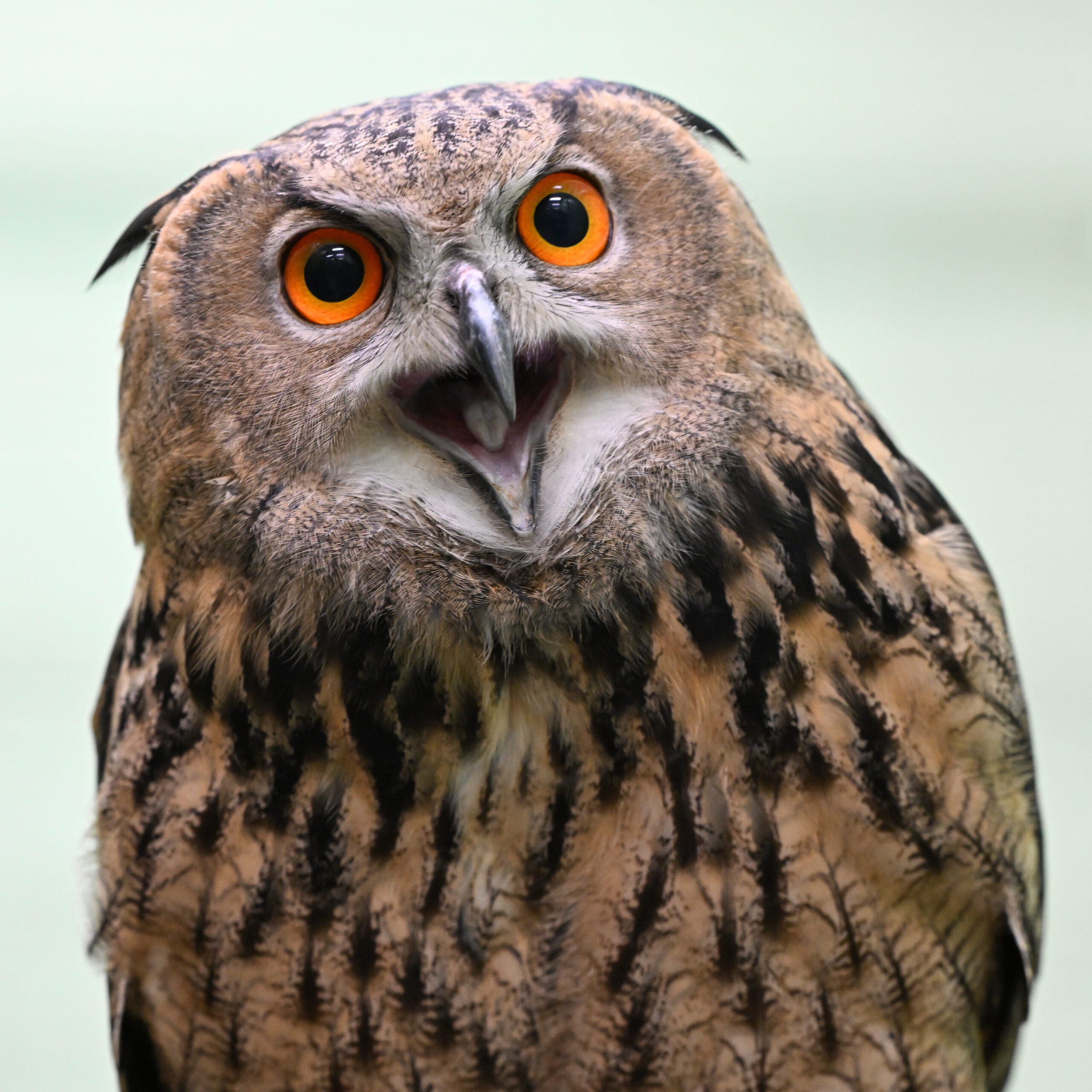 Eurasian Eagle-Owl looking into the camera with her mouth open!