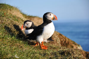 Two Puffins perched on a mossy cliffside overlooking the shores of Iceland.