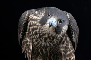 Peregrine Falcon