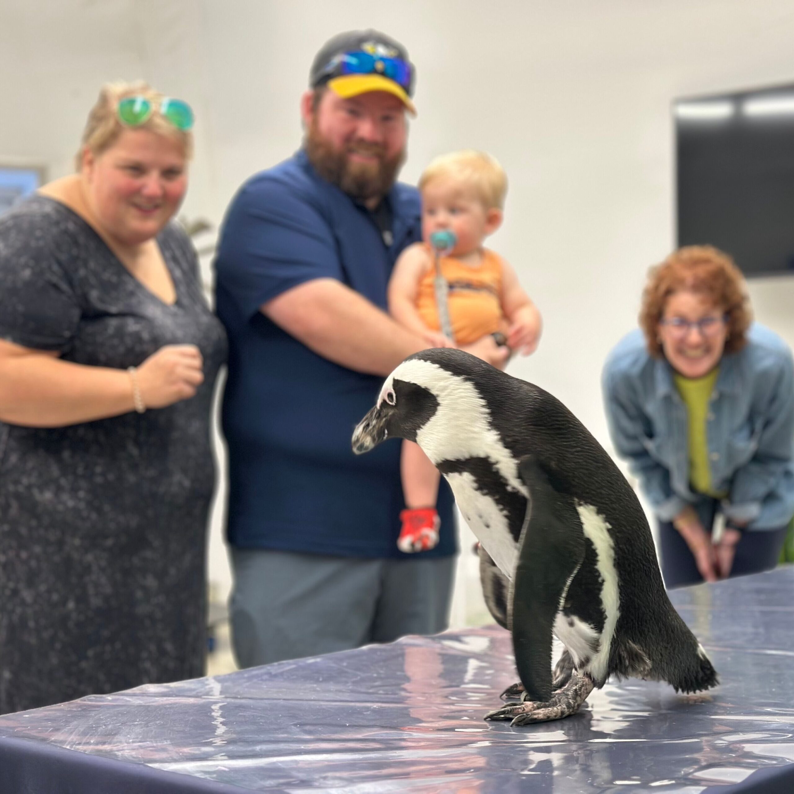 A family looking an African Penguin during a Jr. Penguin Encounter