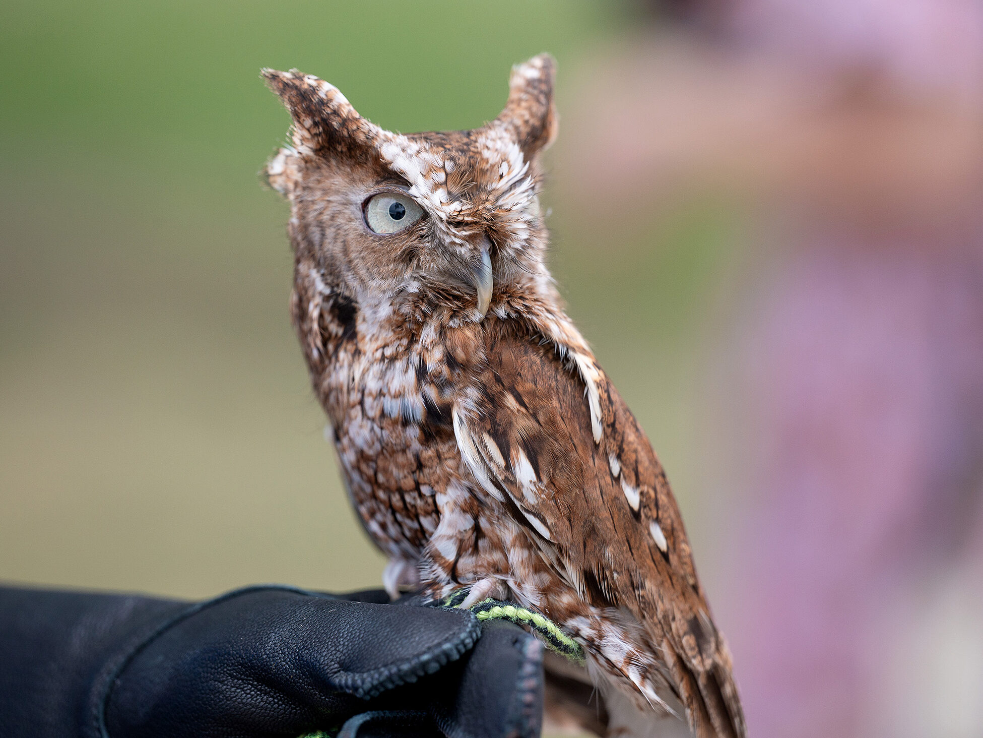 A light brown Eastern Screech-Owl calmly perched on the gloved hand of a National Aviary expert.