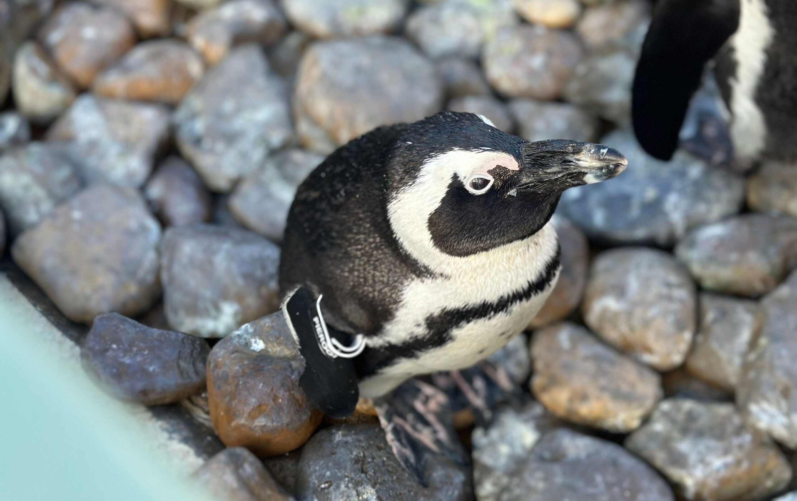 African Penguin standing on a rocky shore looking directly up at the camera.