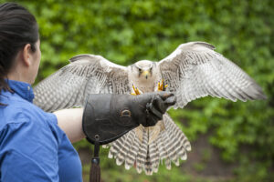 A Lanner Falcon landing on licensed falconer, Cathy Schlott's outstretched gloved hand.