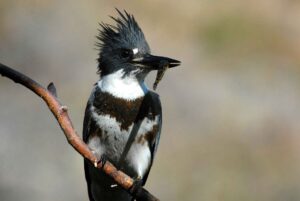 Belted Kingfisher eating a small insect.