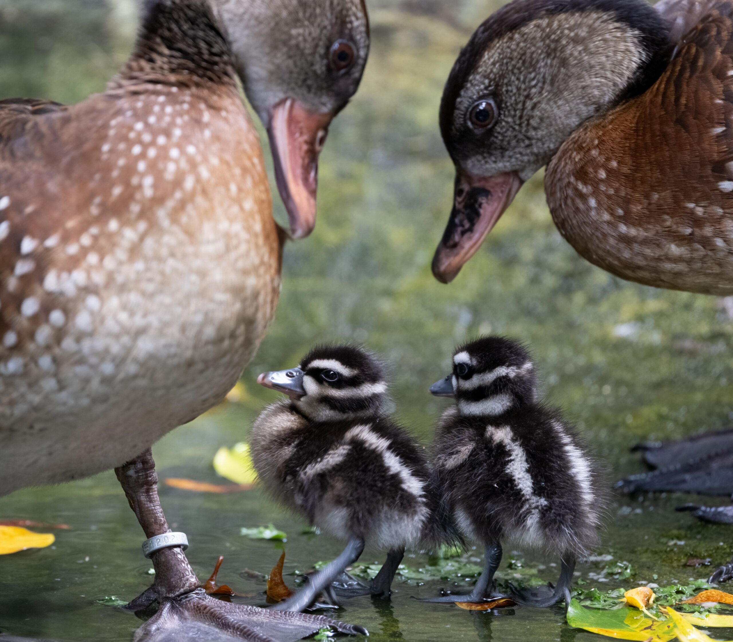 A Spotted Whislting Duck mom and dad looking down at their two chicks.