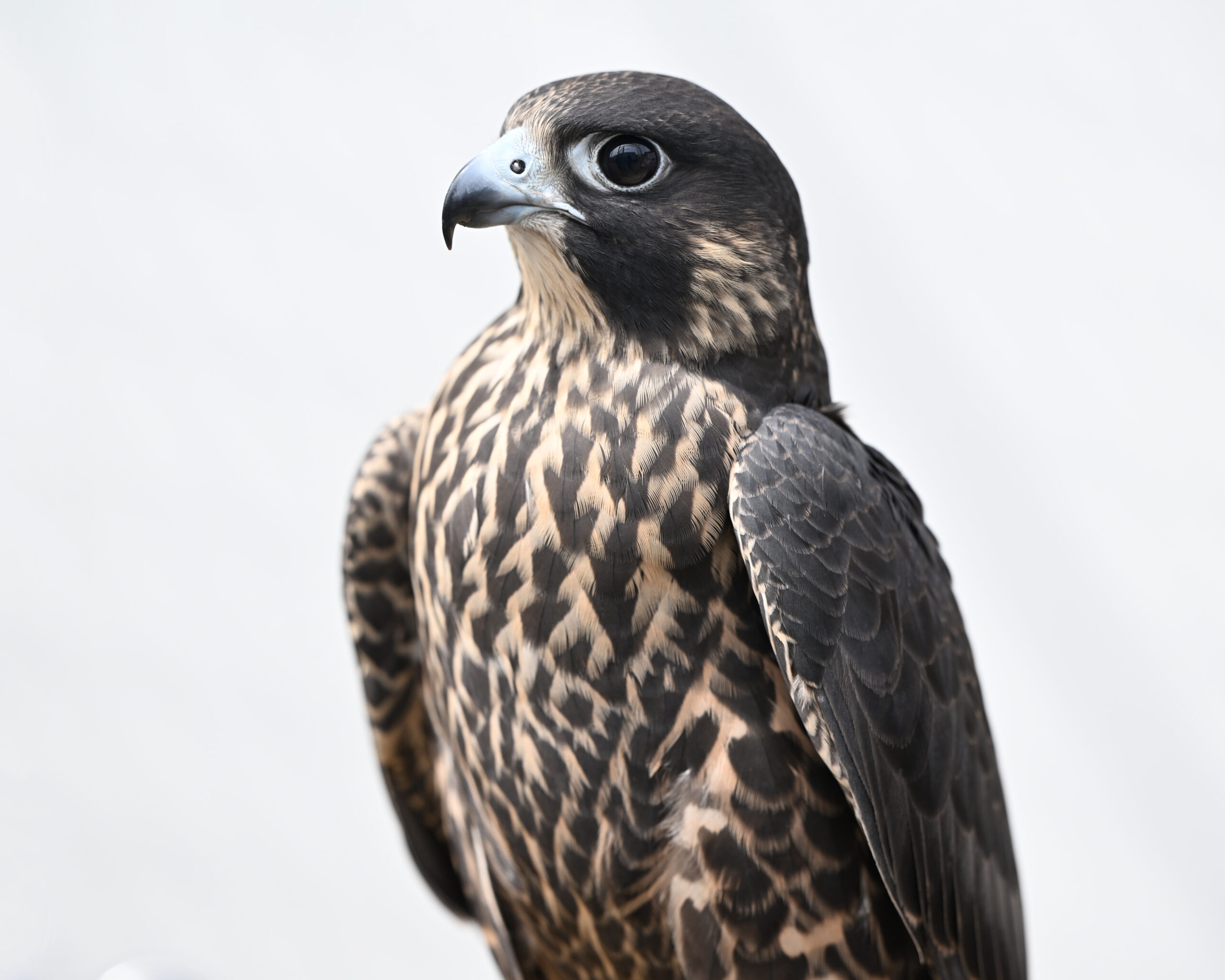 National Aviary's male Peregrine Falcon