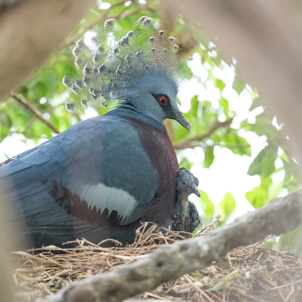 Victoria Crowned Pigeon adult female with her chick