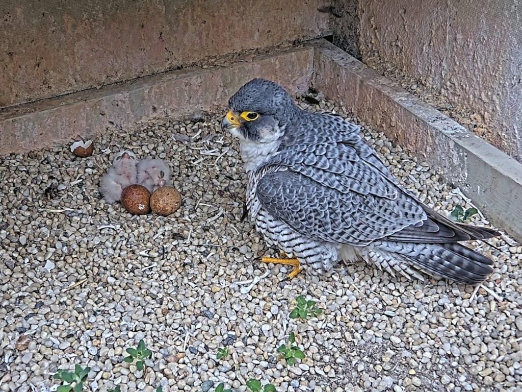 Peregrine Falcon adult female, Carla, closely watching her two newly hatched chicks.