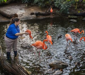 Cathy Schlott feeding a flock of American Flamingoes.