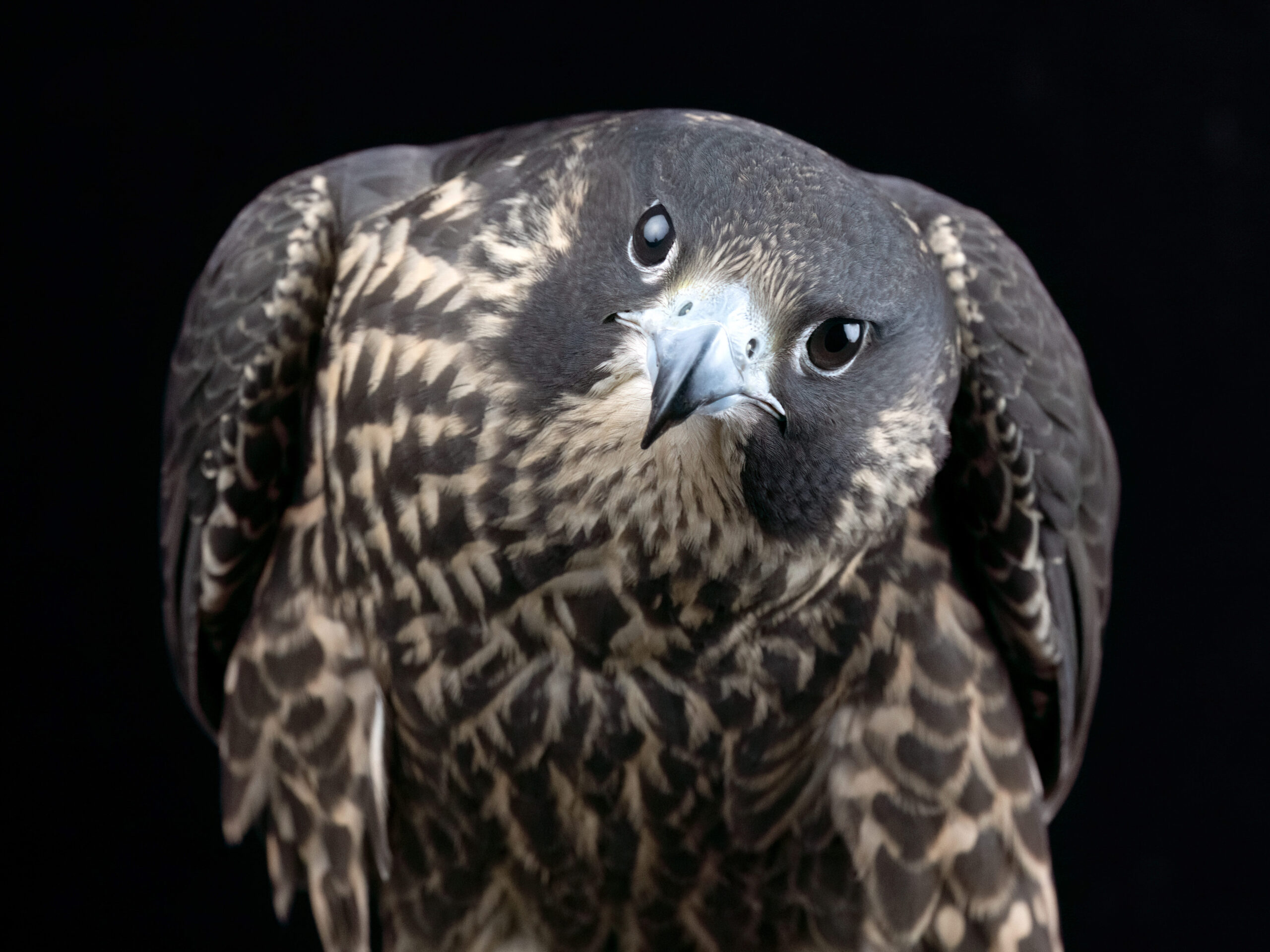 Peregrine Falcon