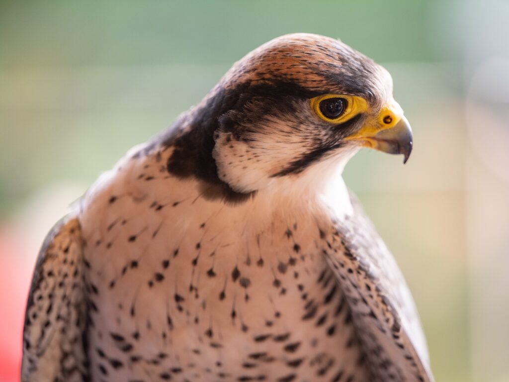 Lanner Falcon looking to its right side as it perches gently on the gloved hand of an Aviary expert.