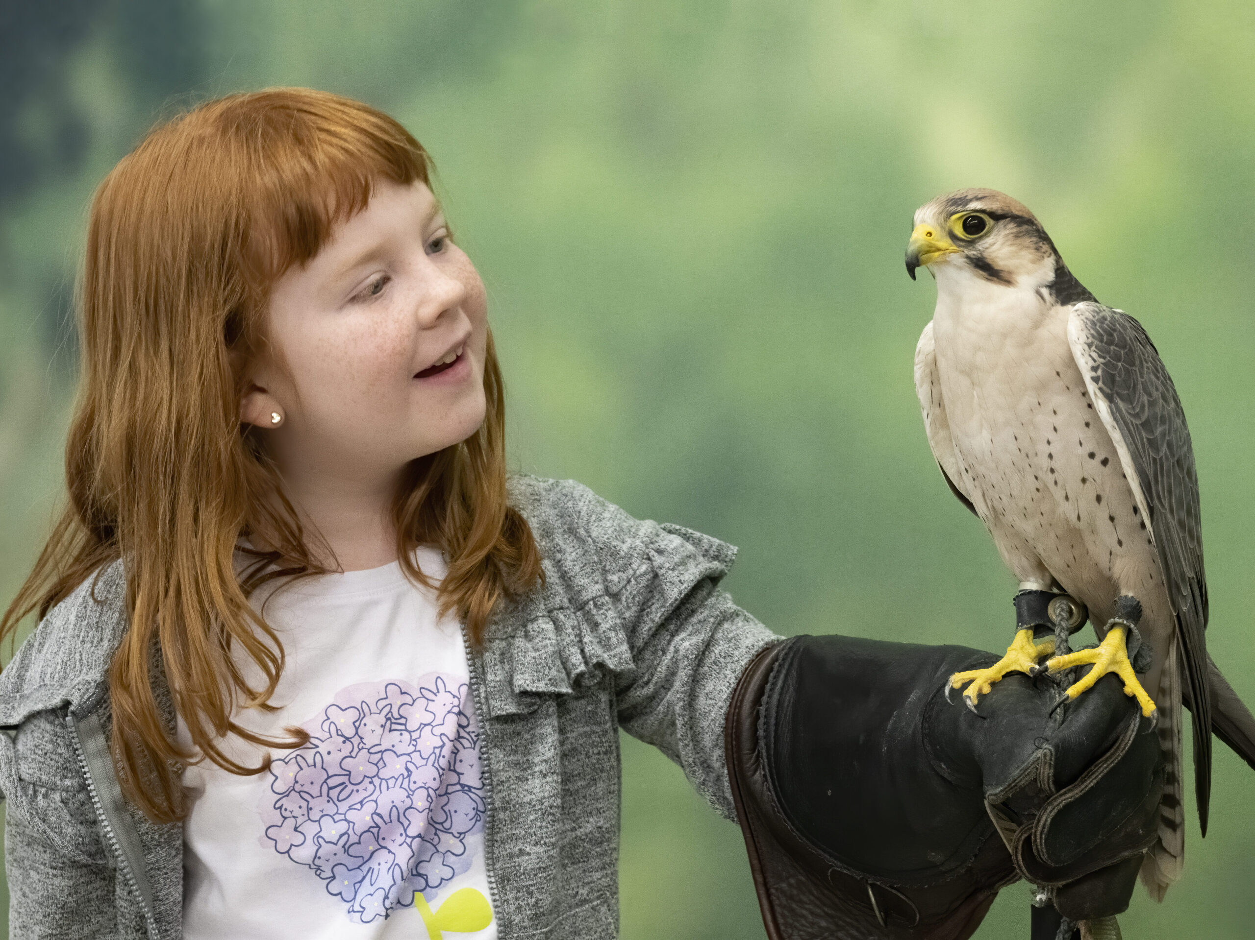 A young girl looks at a Lanner Falcon she's holding on her gloved arm