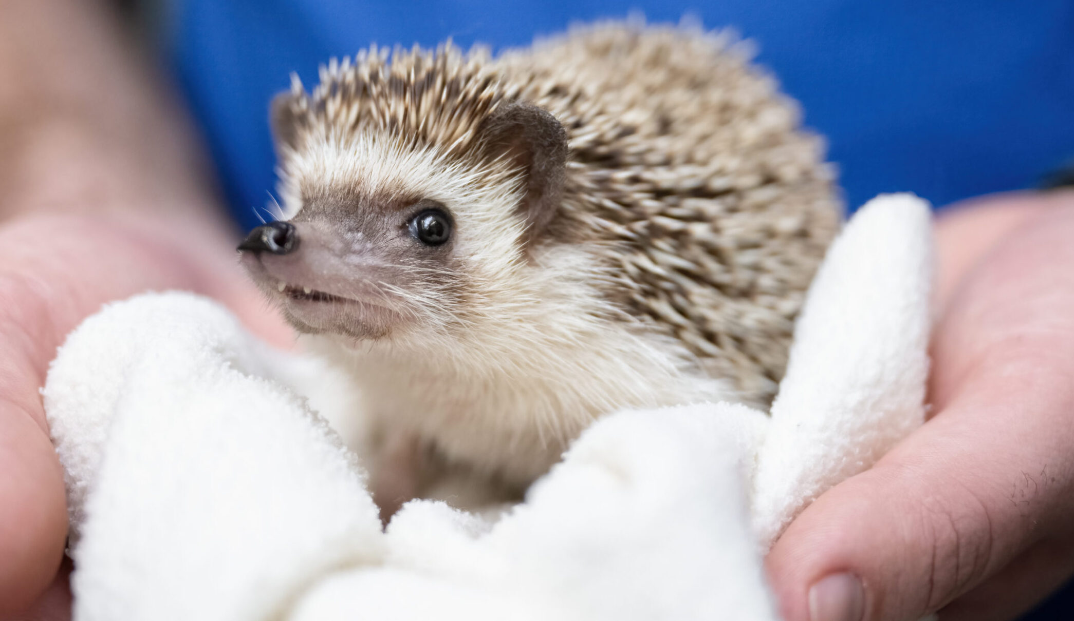 Four-toed Hedgehog being gently held in a soft blanket by an Aviary expert.