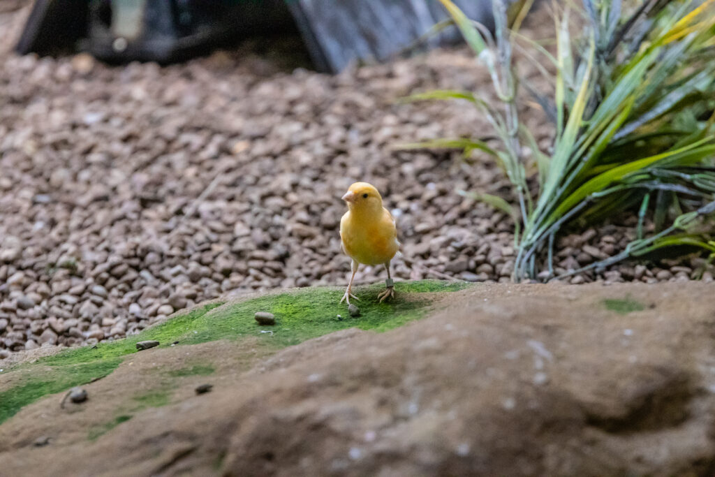 Canary sitting on a flat rock surrounded by grasslands