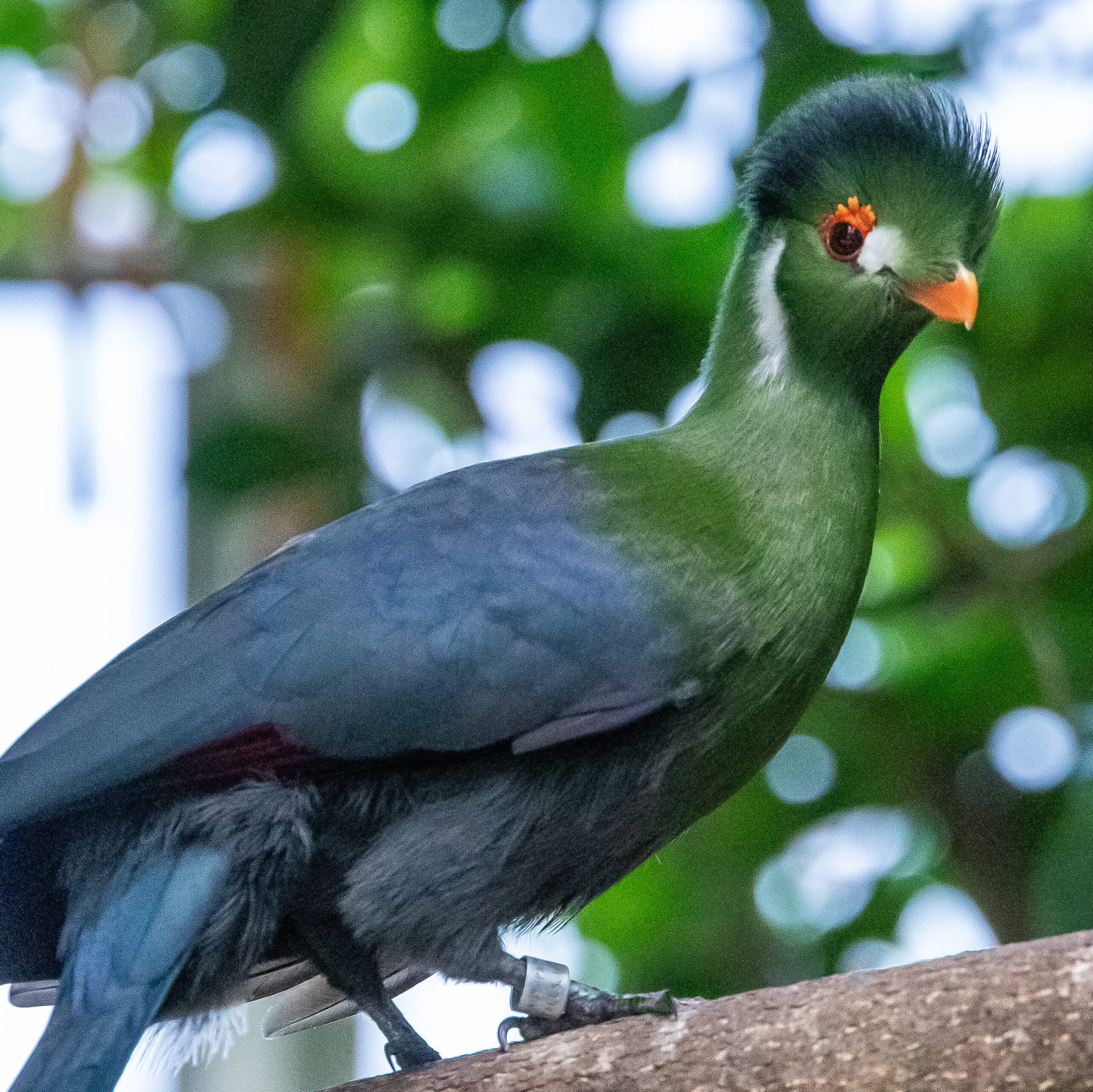 White-cheeked Turaco on a branch in the Tropical Rainforest habitat