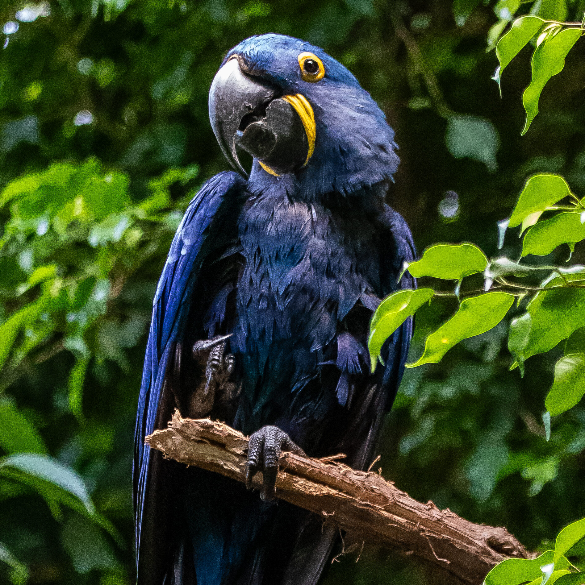 Hyacinth Macaw sitting on a tree branch