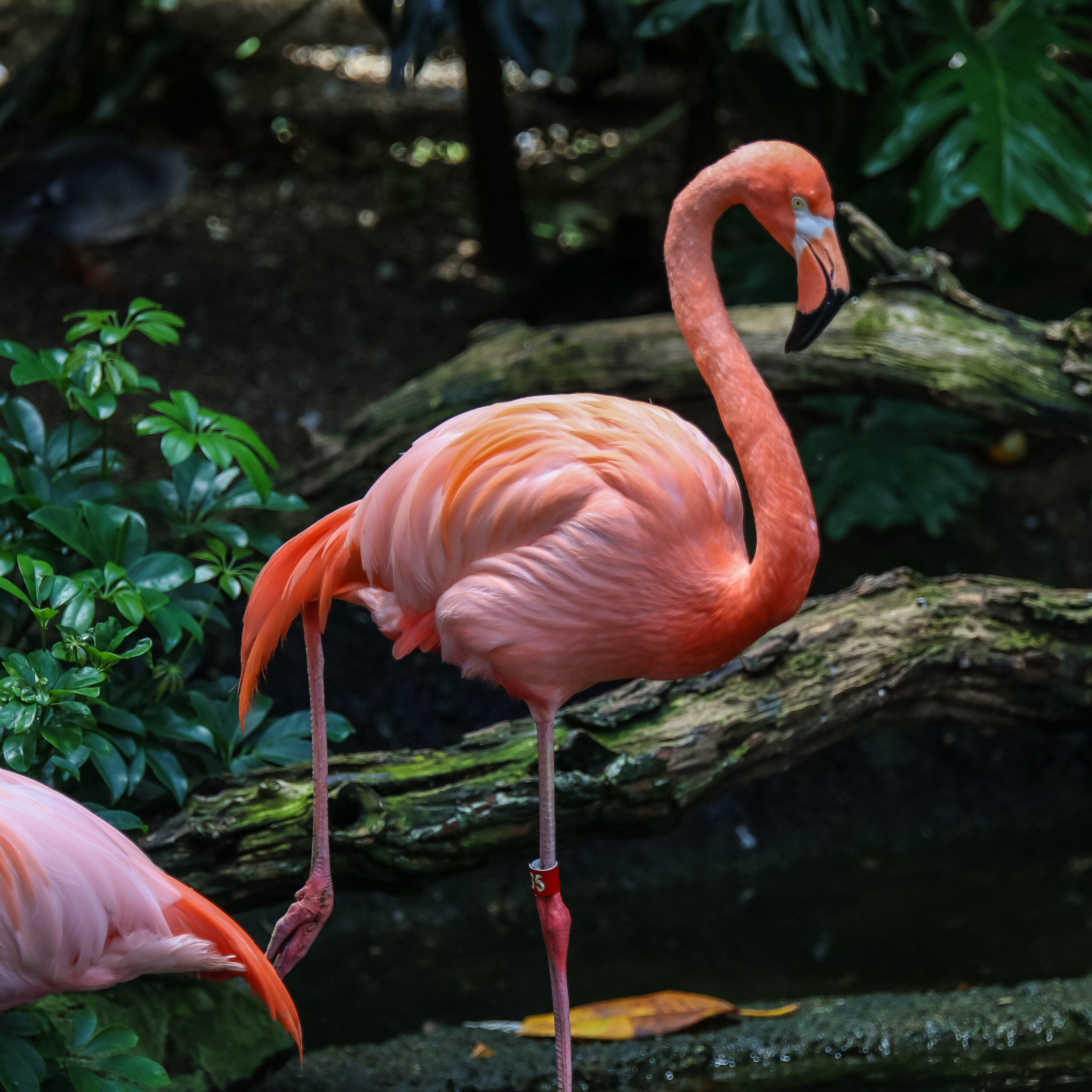 American Flamingo standing on one leg