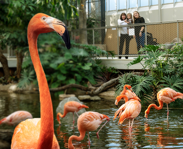 A close up of a flamingo as a family of three looks on from a platform.