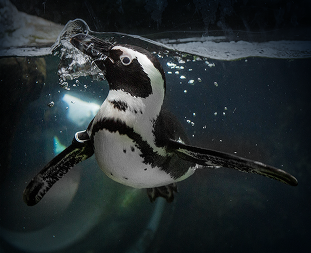 An African Penguin swimming through water in Penguin Point to help promote Pints & Penguins