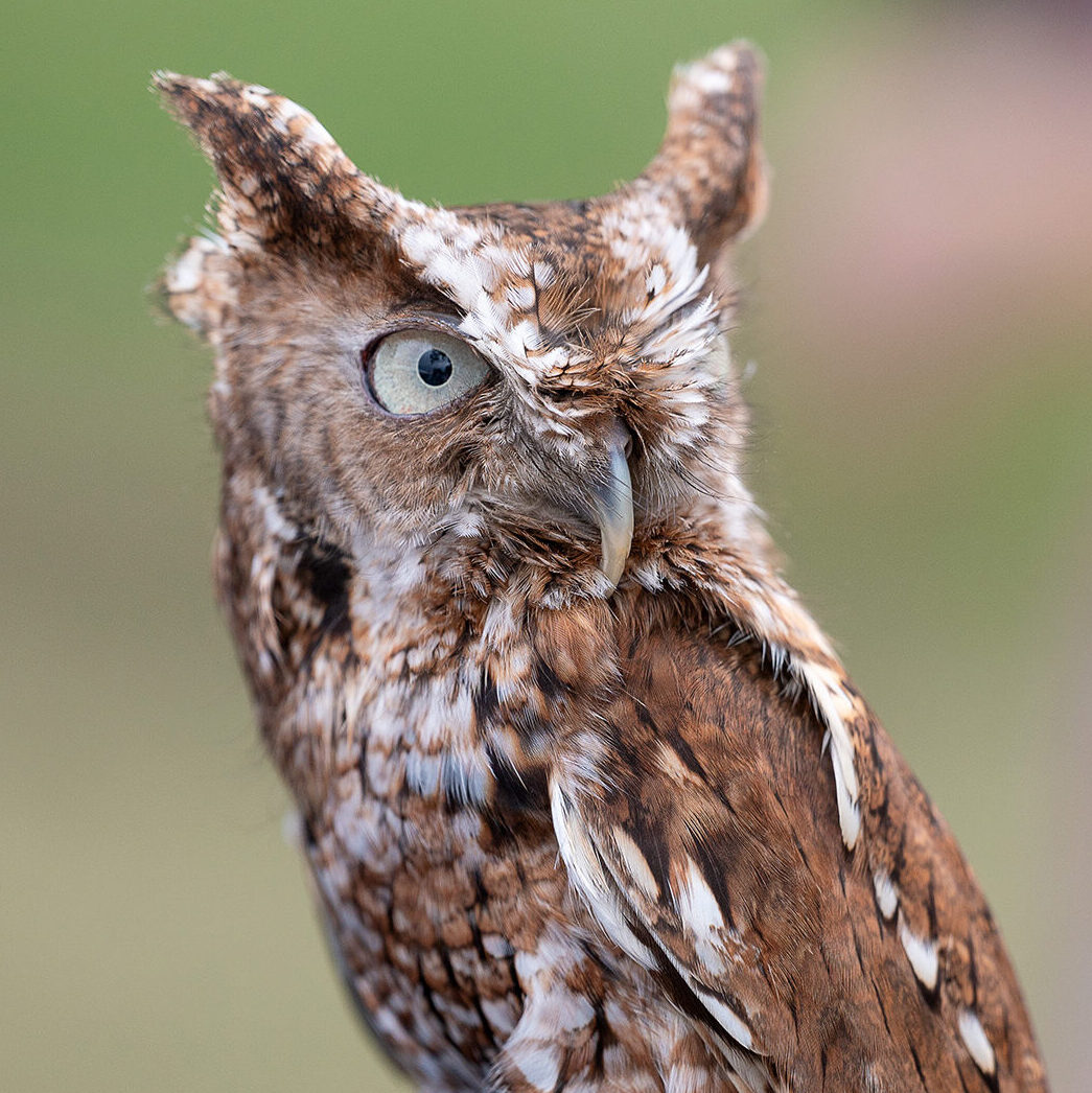 A light brown Eastern Screech-Owl calmly perched on the gloved hand of a National Aviary expert.