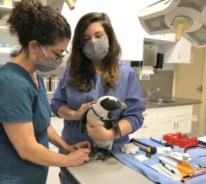 Two National Aviary Vets gently trimming the nails of an African Penguin