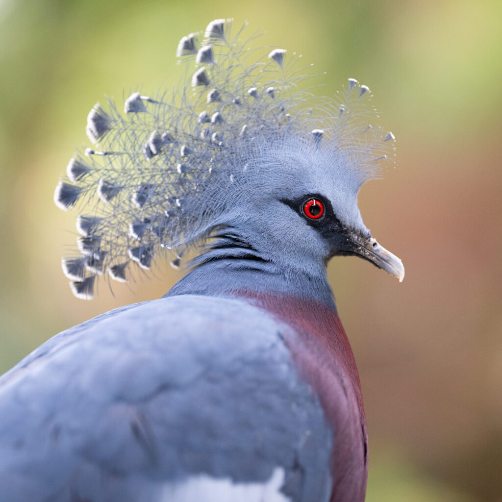 Victoria Crowned Pigeon