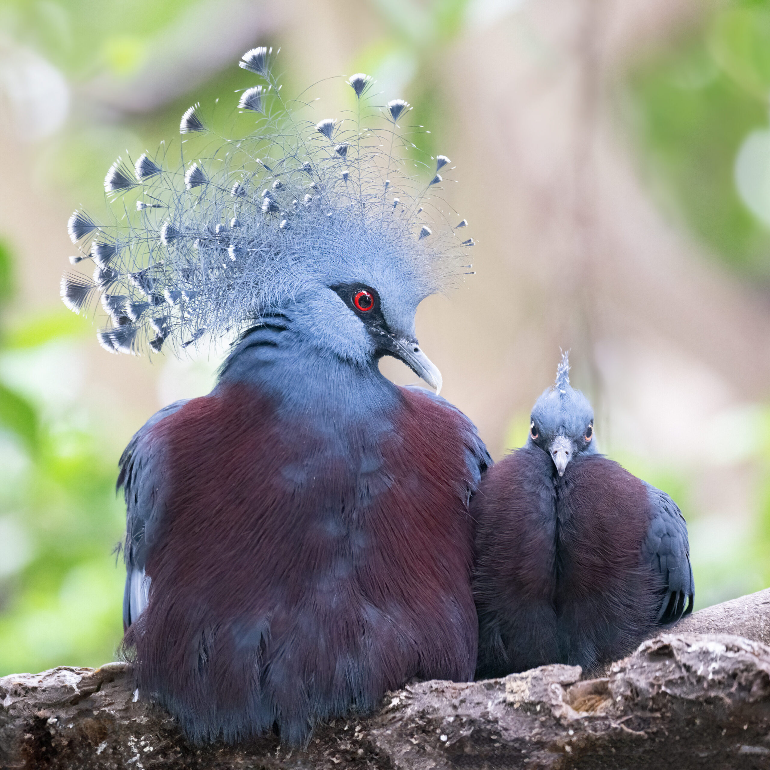 Victoria Crowned Pigeon adult female with her chick