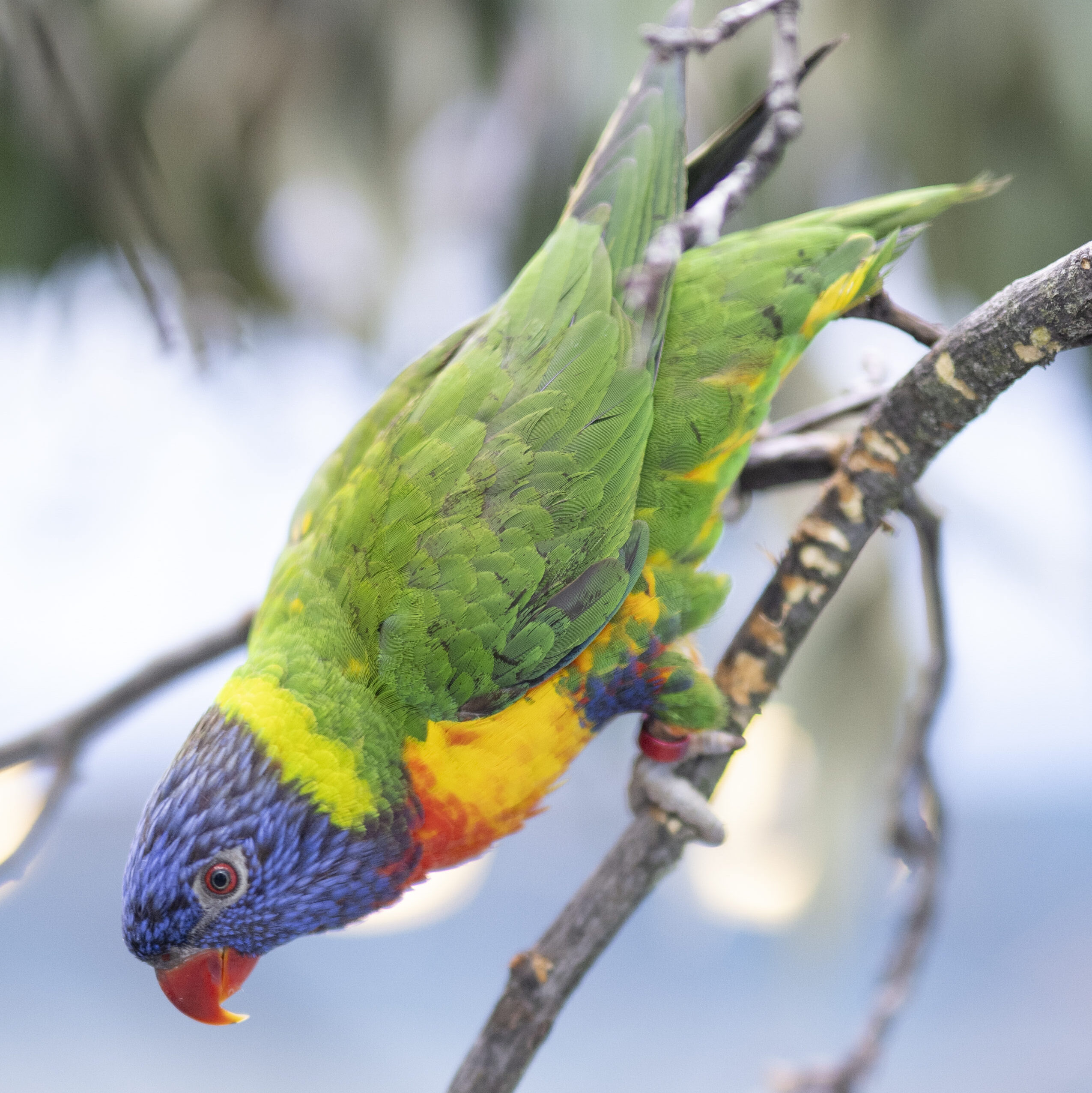 Rainbow Lorikeets hanging upside down on a branch