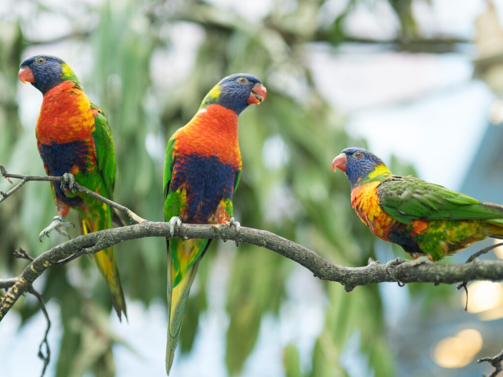 Three Rainbow Lorikeets sitting in a row on a branch