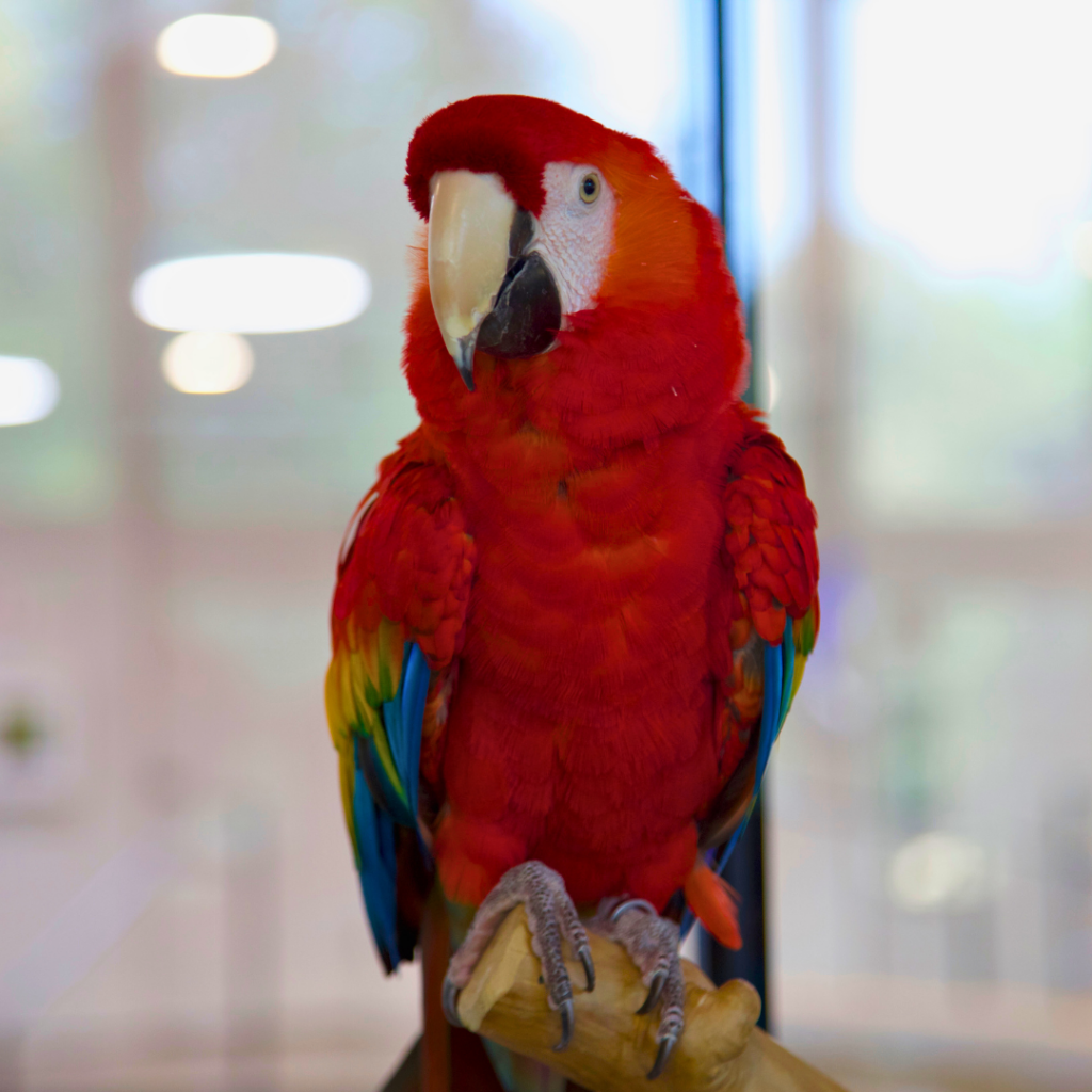 A Scarlet Macaw perched on the top of a faux branch