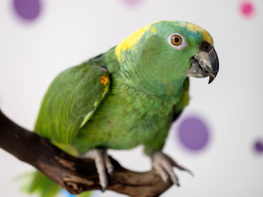 A close up of a Yellow-naped Amazon at the National Aviary's Night in the Tropics