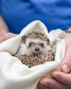 Four-toed Hedgehog Betty, wrapped in a soft cozy blanket while a National Aviary expert gently holds her in their hands