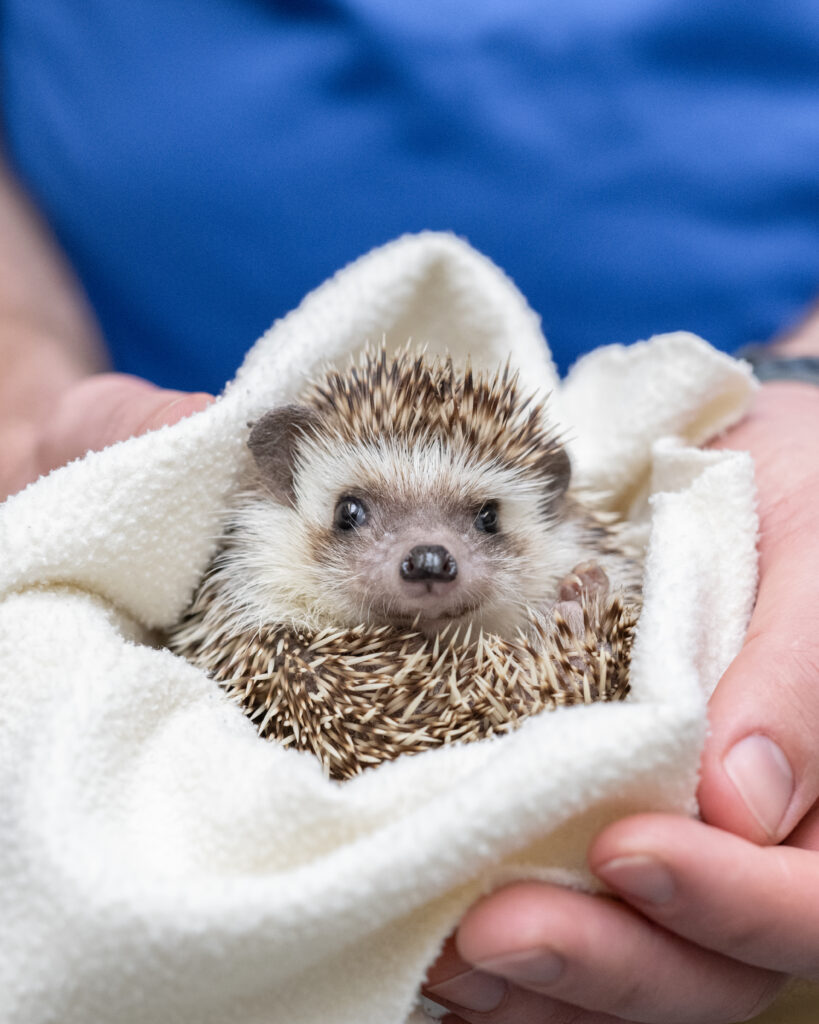 Four-toed Hedgehog Betty, wrapped in a soft cozy blanket while a National Aviary expert gently holds her in their hands