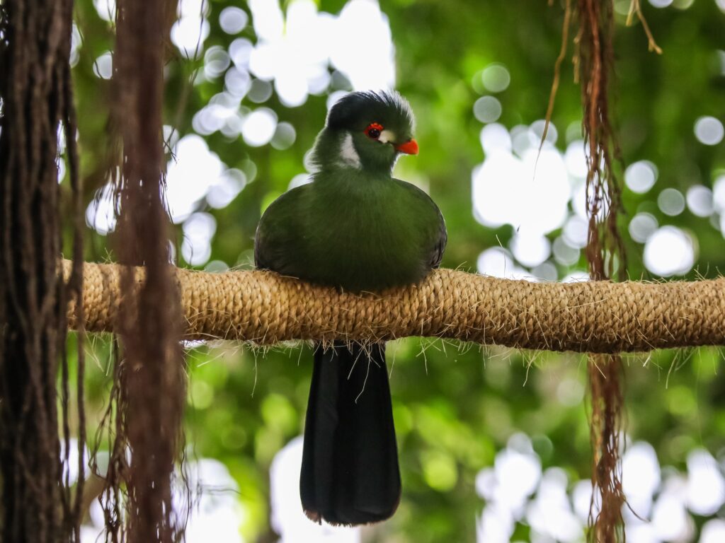 A White-cheeked Turaco sitting on a log at the National Aviary's Night in the Tropics