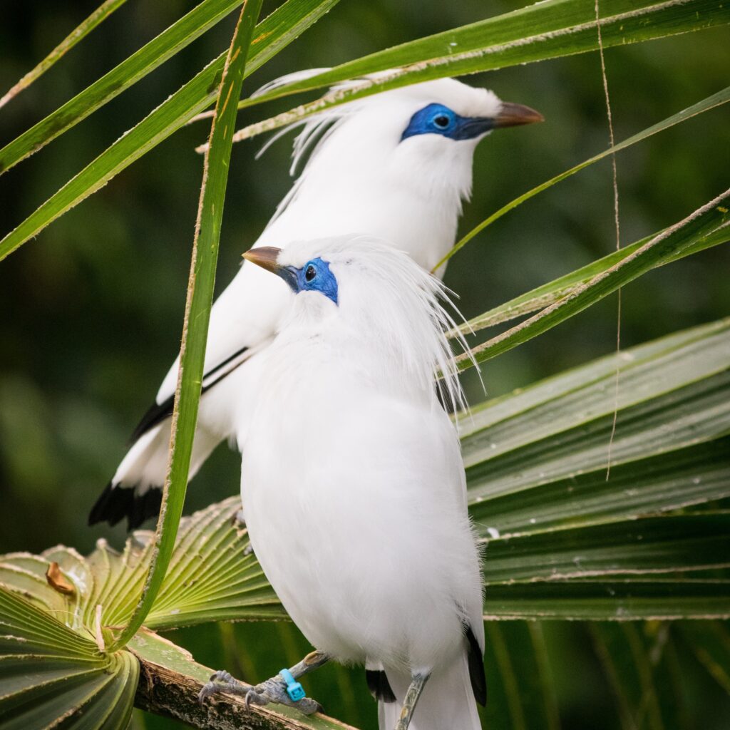 Two Bali Myna's on a tropical plant. The species is the cover bird for the National Aviary's Night in the Tropics event. 