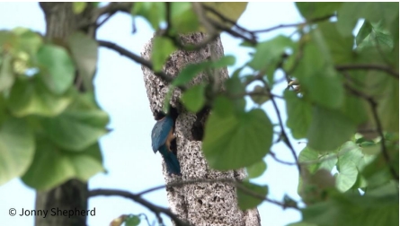 Mames (male Guam Kingfisher) on the edge of a cavity