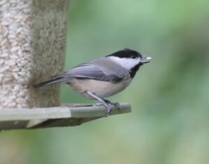 A chickadee perched on a wooden plank