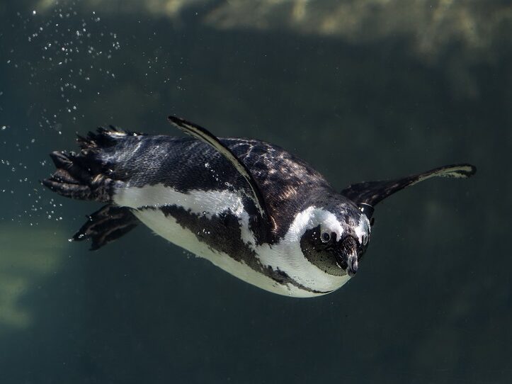 African Penguin swimming