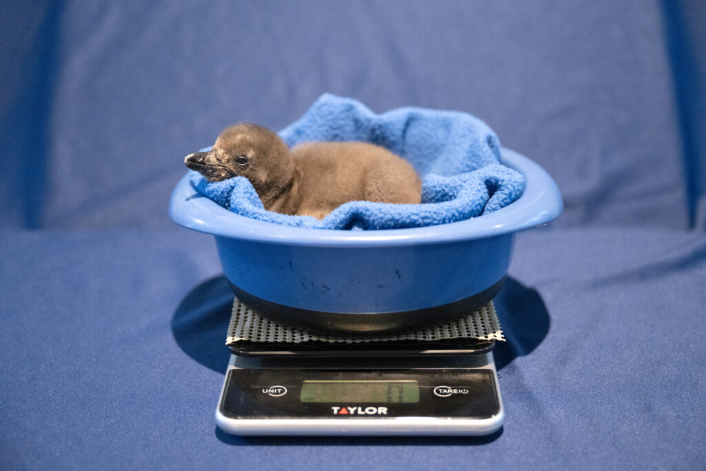 A small African Penguin chick laying in a bowl padding by a soft fuzzy blue blanket. The bowl sits a top a scale for a routine health weigh in.