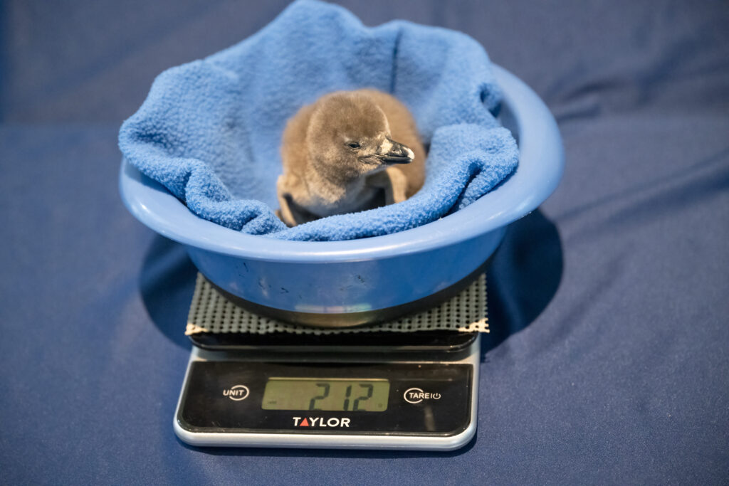 A small African Penguin chick laying in a bowl padding by a soft fuzzy blue blanket. The bowl sits a top a scale for a routine health weigh in.