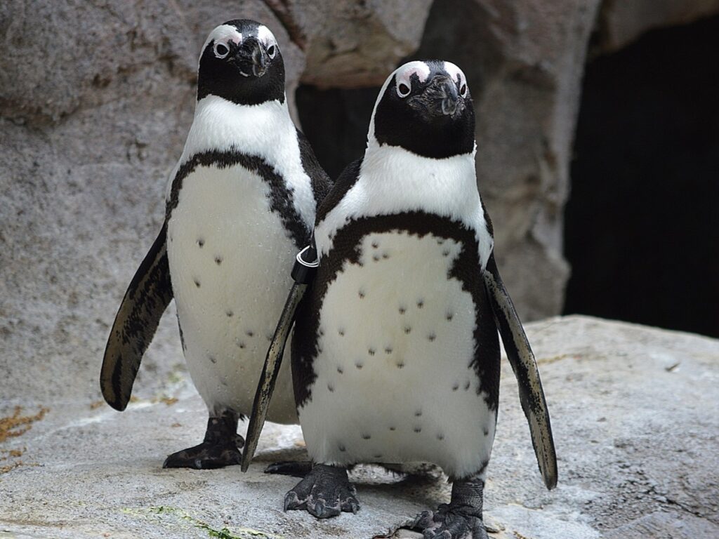 Sidney and Bette, two African Penguins, at the center of the National Aviary's Spring Annual Campaign: Countdown to Extinction: One Decade to Save African Penguins.