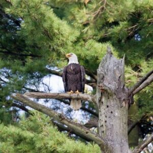 A Bald Eagle in a tree